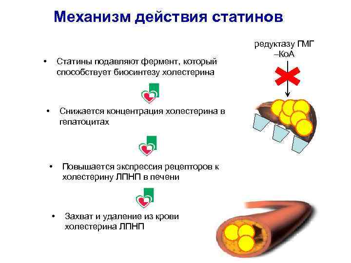 Механизм действия статинов • Статины подавляют фермент, который способствует биосинтезу холестерина • Снижается концентрация