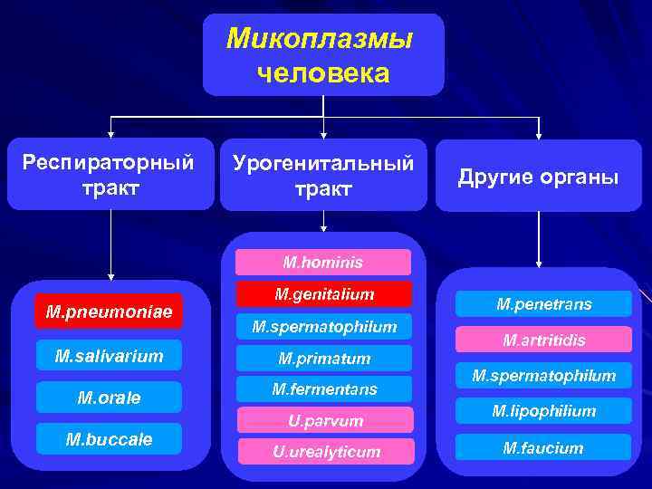Микоплазмы человека Респираторный тракт Урогенитальный тракт Другие органы M. hominis M. pneumoniae M. salivarium
