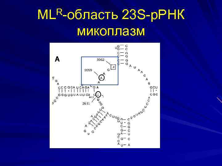 MLR-область 23 S-р. РНК микоплазм 
