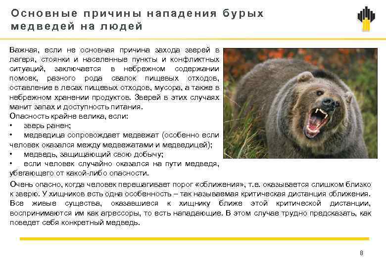 Причины нападения. Бурый медведь причины вымирания. Медведь опасность для человека. Медведь опасен для человека. Медведь опасное животное для человека.