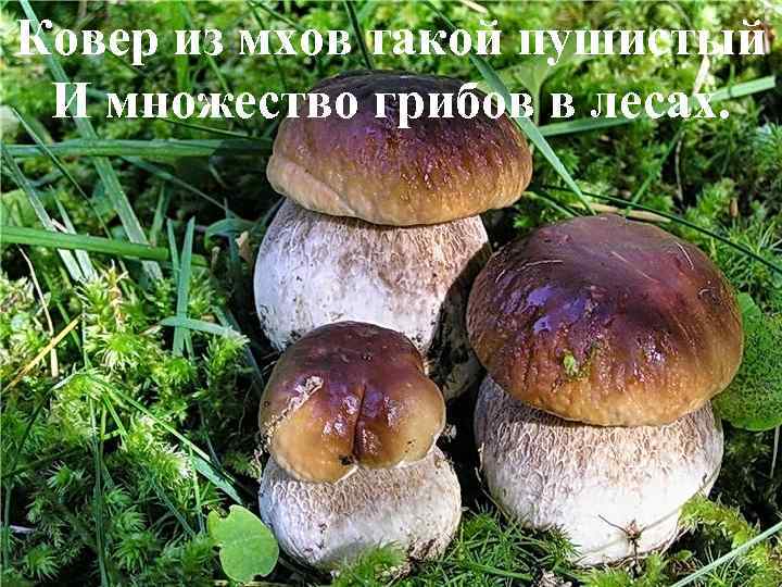 Ковер из мхов такой пушистый И множество грибов в лесах. 