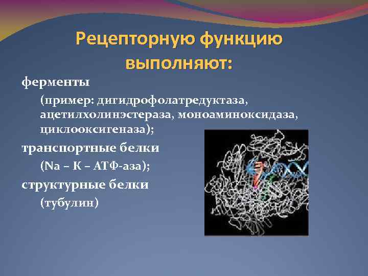 Ферменты выполняют