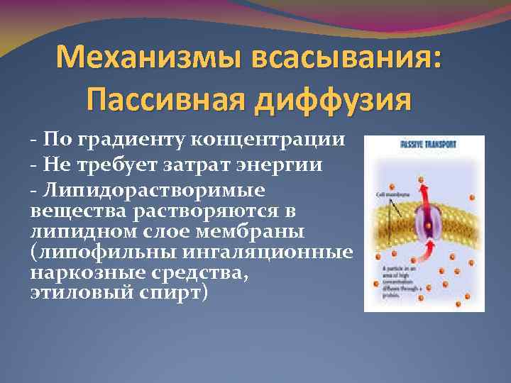 Пассивное всасывание. Механизм всасывания пассивная диффузия. Диффузия по градиенту концентрации. Механизмы всасывания лекарств.