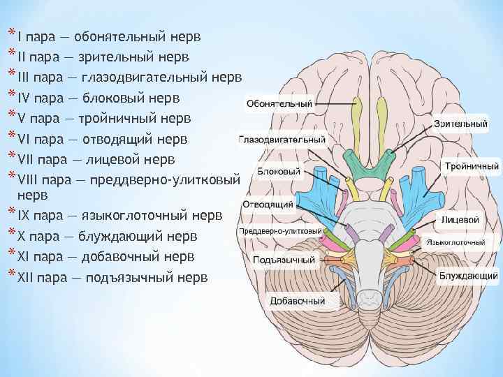 1 нерв обонятельный. Обонятельный нерв топографическая анатомия. 1 Пара черепных нервов обонятельный нерв. Обонятельный нерв анатомия латынь. I пара черепных нервов - n. olfactorius - обонятельный нерв.