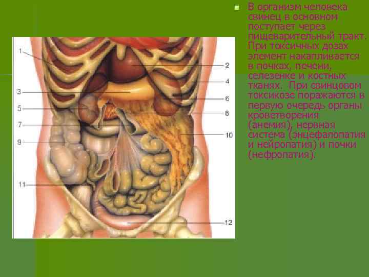n В организм человека свинец в основном поступает через пищеварительный тракт. При токсичных дозах