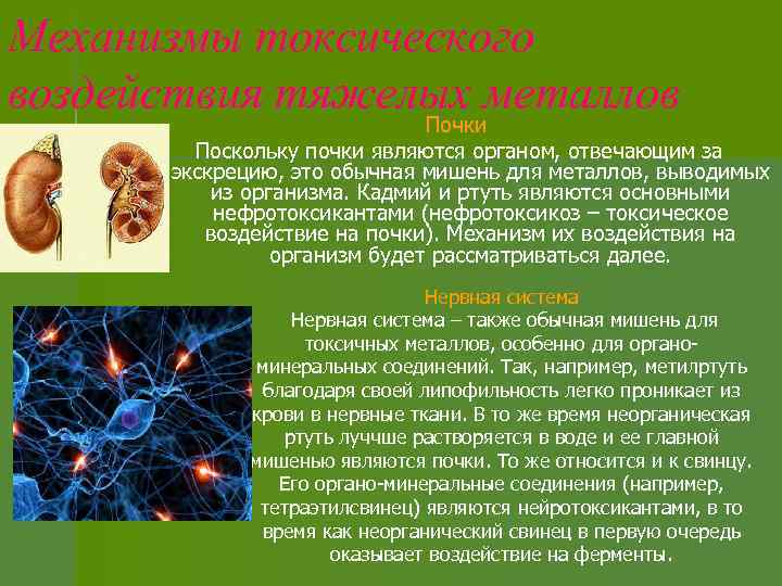 Механизмы токсического воздействия тяжелых металлов Почки Поскольку почки являются органом, отвечающим за экскрецию, это