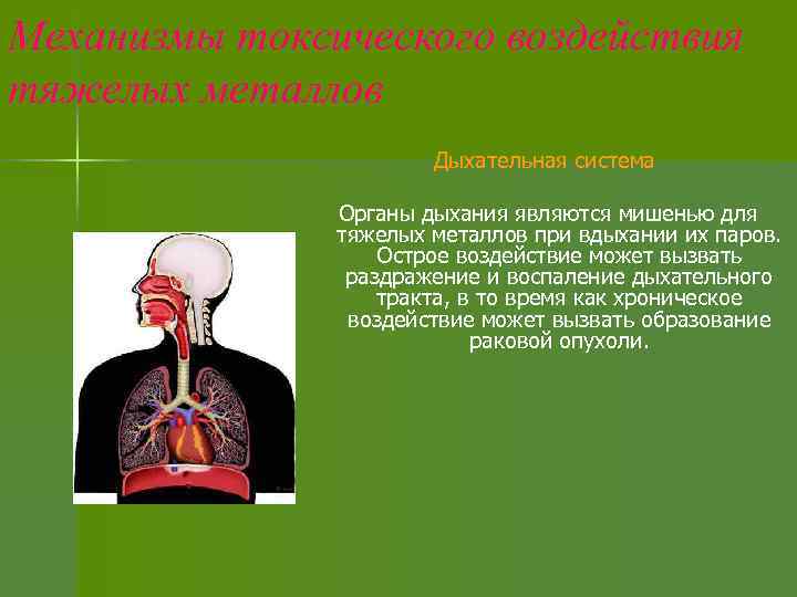 Механизмы токсического воздействия тяжелых металлов Дыхательная система Органы дыхания являются мишенью для тяжелых металлов