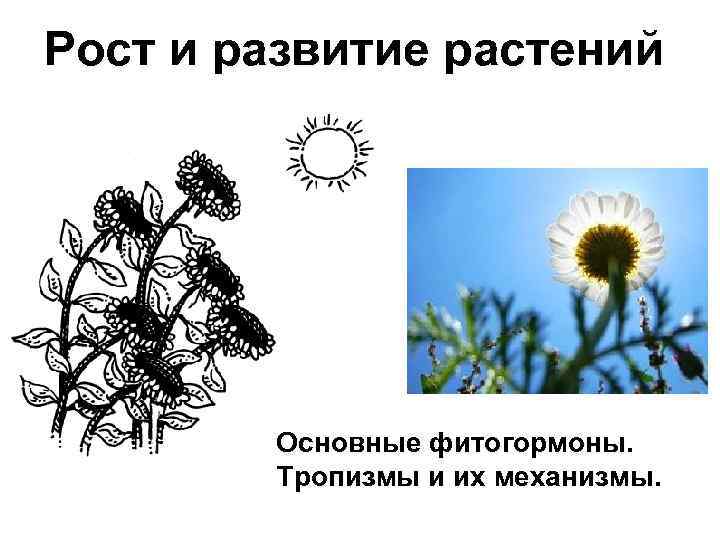 Рост и развитие растений Основные фитогормоны. Тропизмы и их механизмы. 