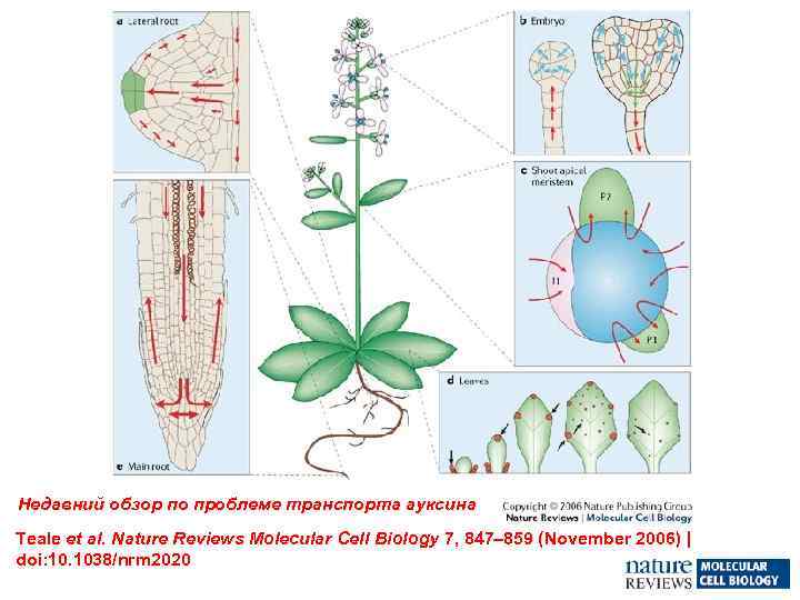 Недавний обзор по проблеме транспорта ауксина Teale et al. Nature Reviews Molecular Cell Biology