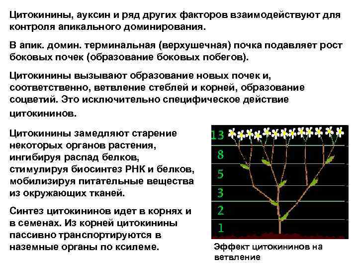 Цитокинины, ауксин и ряд других факторов взаимодействуют для контроля апикального доминирования. В апик. домин.