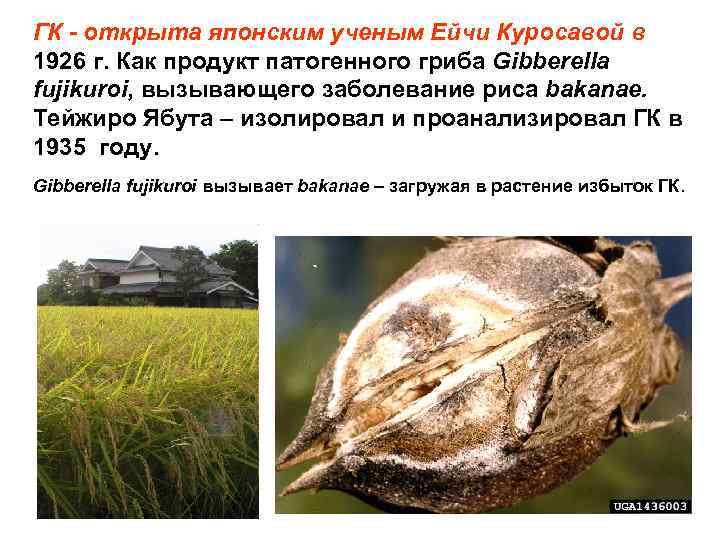 ГК - открыта японским ученым Ейчи Куросавой в 1926 г. Как продукт патогенного гриба