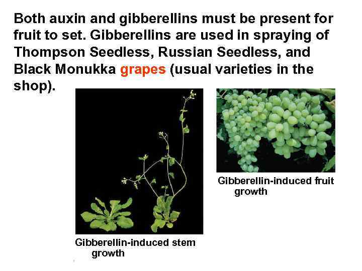 Both auxin and gibberellins must be present for fruit to set. Gibberellins are used