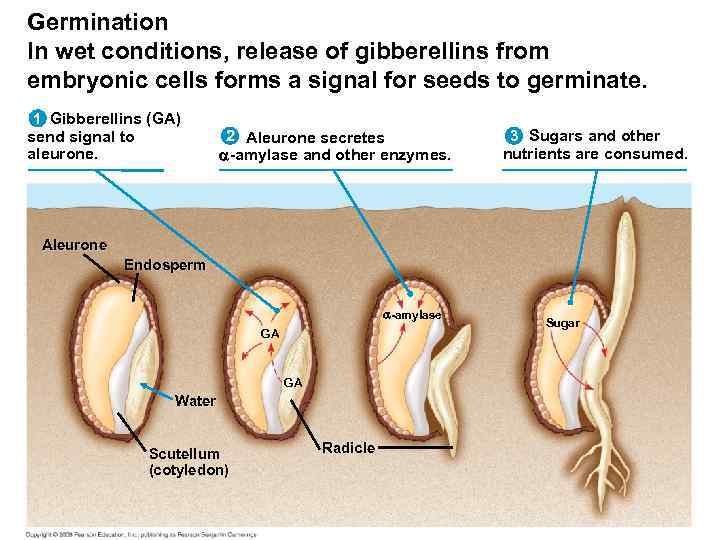 Germination In wet conditions, release of gibberellins from embryonic cells forms a signal for