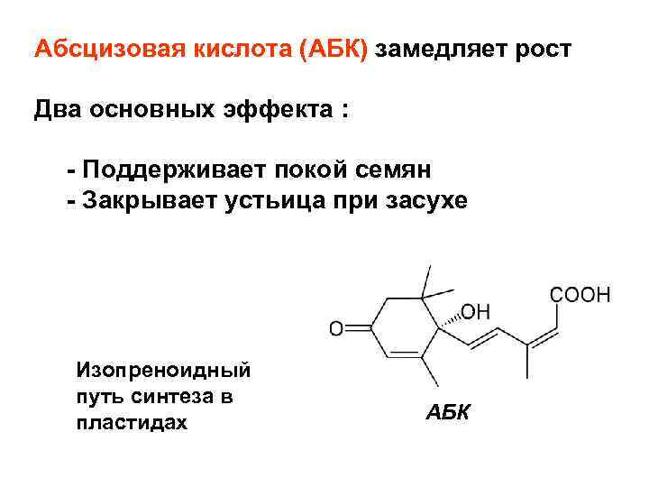 Абсцизовая кислота (AБК) замедляет рост Два основных эффекта : - Поддерживает покой семян -