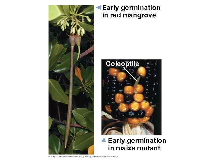 Early germination in red mangrove Coleoptile Early germination in maize mutant 