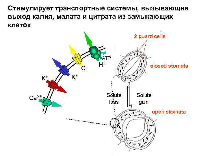 Стимулирует транспортные системы, вызывающие выход калия, малата и цитрата из замыкающих клеток 2 guard