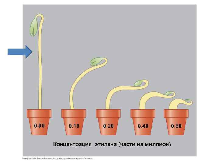 0. 00 0. 10 0. 20 0. 40 0. 80 Концентрация этилена (части на