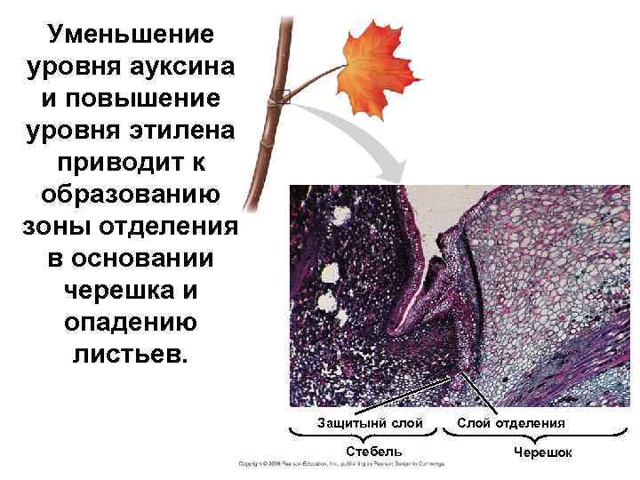 Уменьшение уровня ауксина и повышение уровня этилена приводит к образованию зоны отделения в основании
