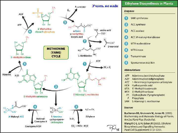 Учить не надо 