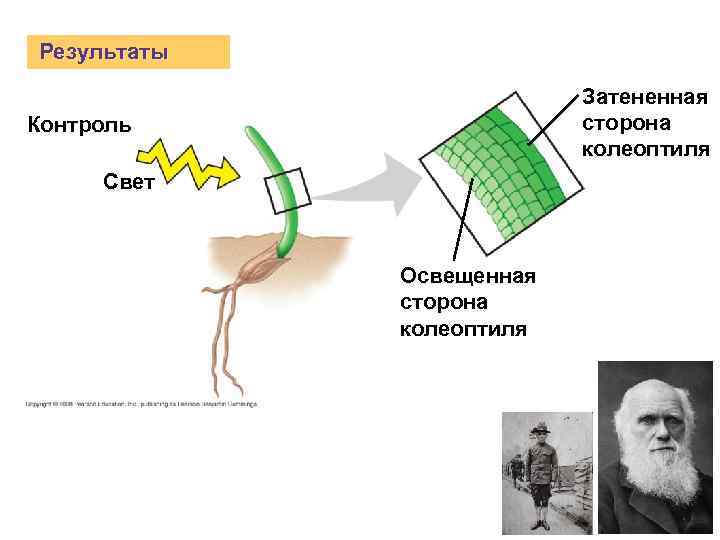 Результаты Затененная сторона колеоптиля Контроль Свет Освещенная сторона колеоптиля 