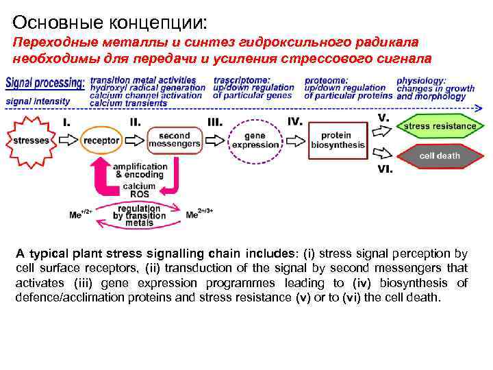 Основные концепции: Переходные металлы и синтез гидроксильного радикала необходимы для передачи и усиления стрессового