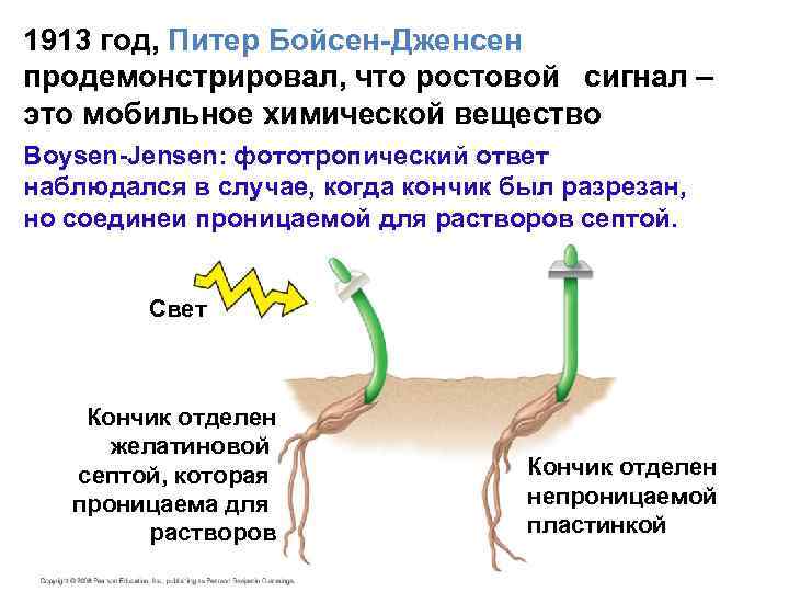 1913 год, Питер Бойсен-Дженсен продемонстрировал, что ростовой сигнал – это мобильное химической вещество Boysen-Jensen: