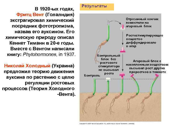 В 1920 -ых годах, Фритц Вент (Голалндия) экстрагировал химический посредник фототропизма, назвав его ауксином.