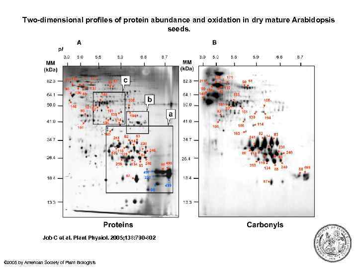 Two dimensional profiles of protein abundance and oxidation in dry mature Arabidopsis seeds. Job