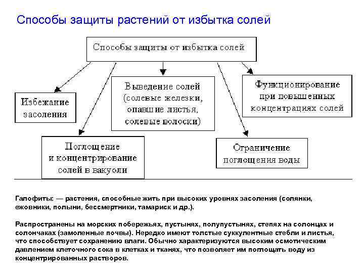 Способы защиты растений от избытка солей Галофиты: — растения, способные жить при высоких уровнях