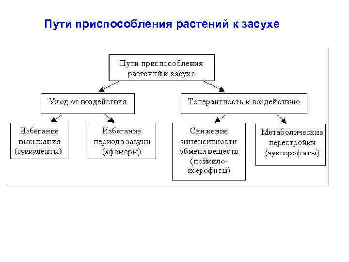 Пути приспособления растений к засухе 