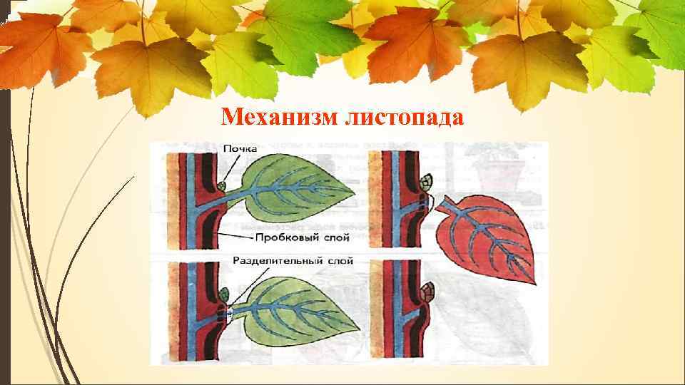 Схема листопада по биологии 6 класс