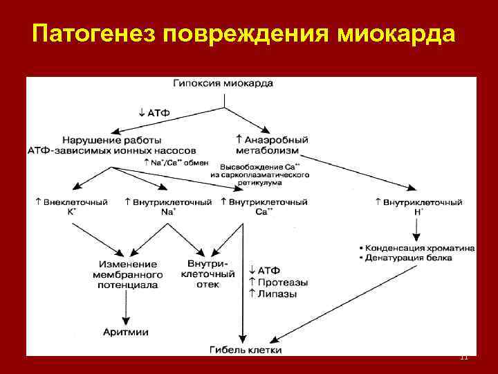 Патогенез повреждения миокарда 11 