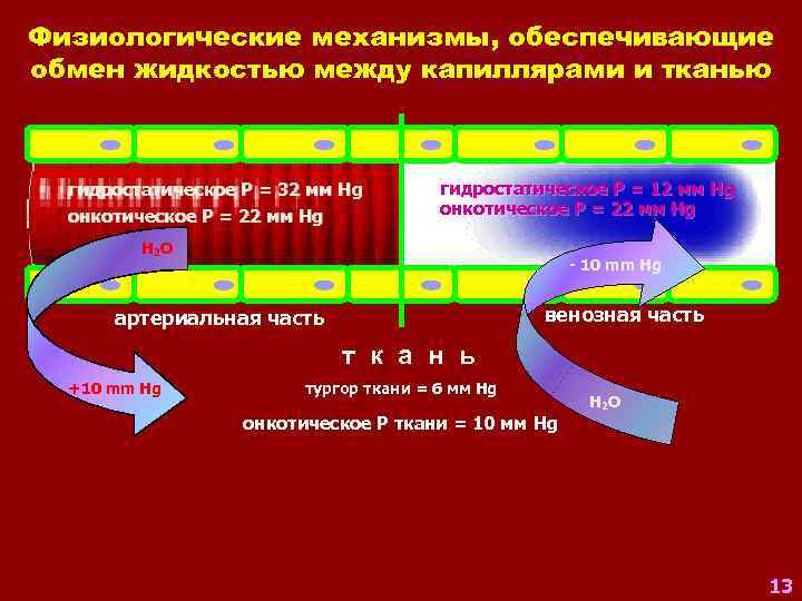 Физиологические механизмы, обеспечивающие обмен жидкостью между капиллярами и тканью гидростатическое Р = 32 мм