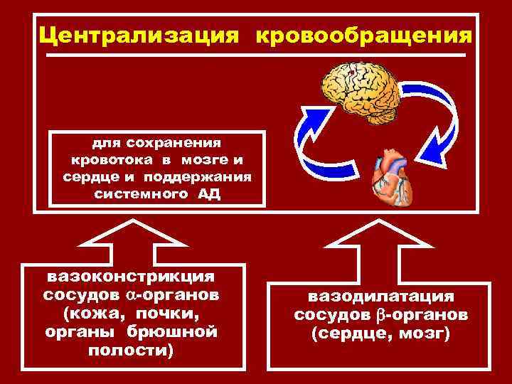 Централизация кровообращения для сохранения кровотока в мозге и сердце и поддержания системного АД вазоконстрикция