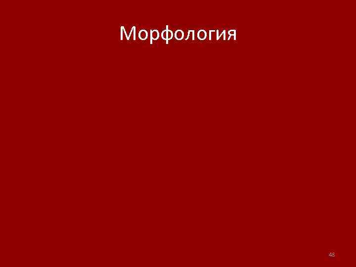 Морфология 48 