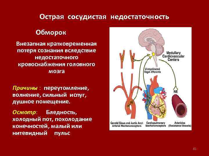 Сердечная недостаточность патофизиология презентация