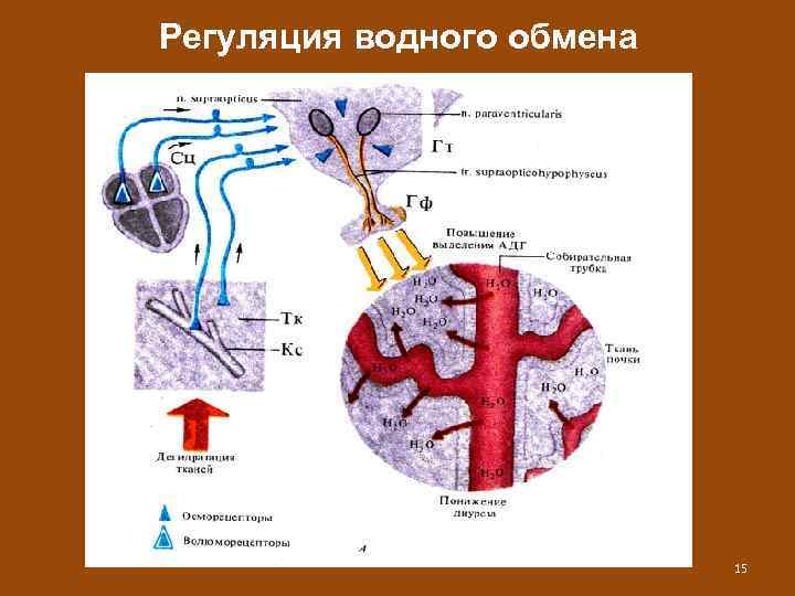 Регуляция водного обмена 15 
