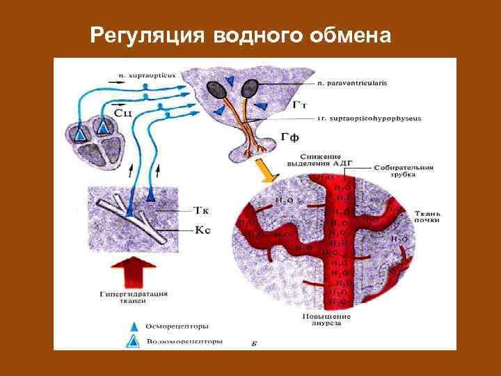 Регуляция водного обмена 