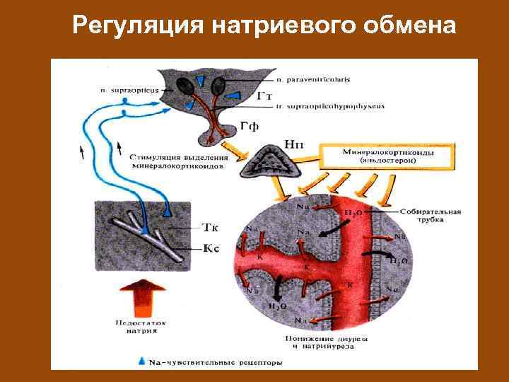 Регуляция натриевого обмена 