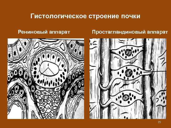 Гистологическое строение почки Рениновый аппарат Простагландиновый аппарат 25 