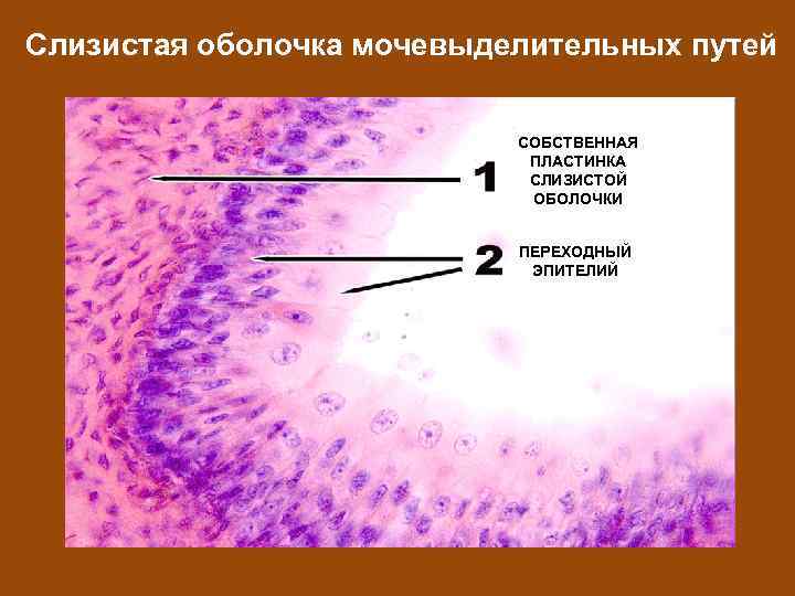 Слизистая оболочка мочевыделительных путей СОБСТВЕННАЯ ПЛАСТИНКА СЛИЗИСТОЙ ОБОЛОЧКИ ПЕРЕХОДНЫЙ ЭПИТЕЛИЙ 