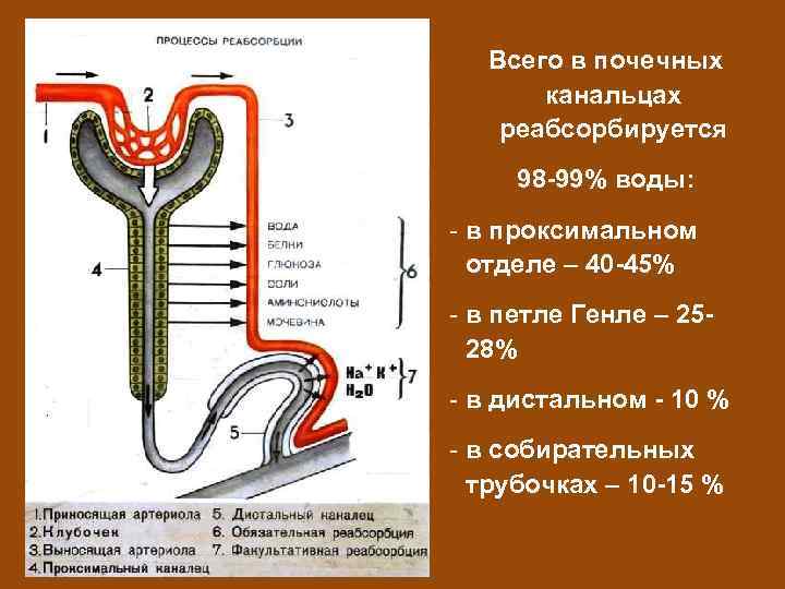 Почечные канальцы. Что реабсорбируется в почечных канальцах. Полностью реабсорбируются в почечных канальцах. В проксимальном отделе нефрона реабсорбируются. Реабсорбция в проксимальном отделе нефрона, петле Генле..