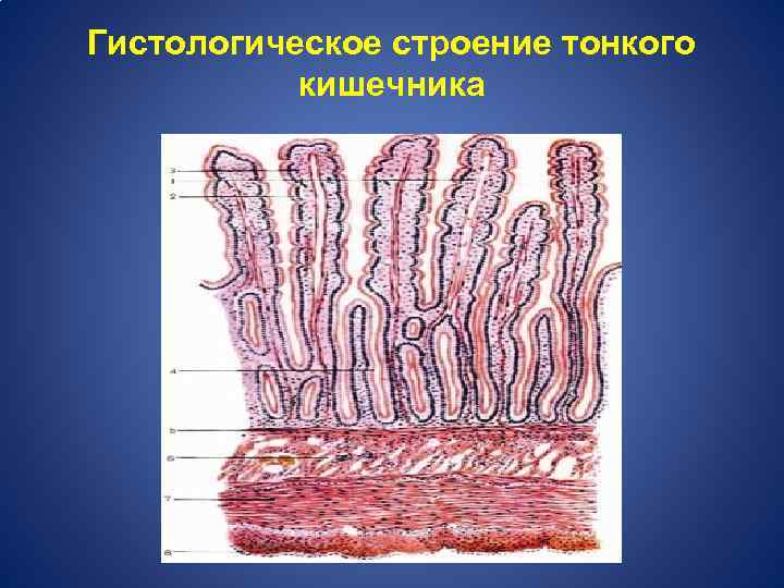 Гистологическое строение тонкого кишечника 