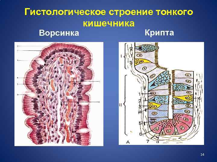 Какая структура ворсинки кишечника обозначена на рисунке цифрой 1