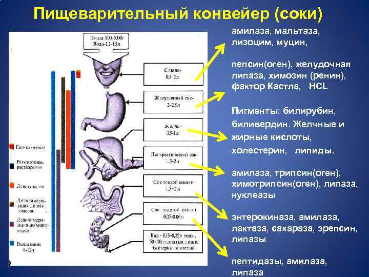 Пищеварительный конвейер (соки) амилаза, мальтаза, лизоцим, муцин, пепсин(оген), желудочная липаза, химозин (ренин), фактор Кастла,