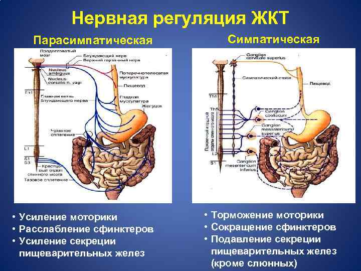 Адреналин кишечник. Нервная регуляция моторной функции желудка. Свинктнеры желудочнокиечного тракта. Нервная регуляция сыинктеров кишечник. Вегетативная иннервация желудочно кишечного тракта.