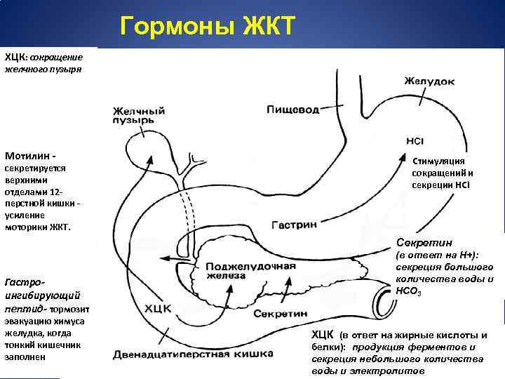 Гормоны ЖКТ ХЦК: сокращение желчного пузыря Мотилин - секретируется верхними отделами 12 перстной кишки