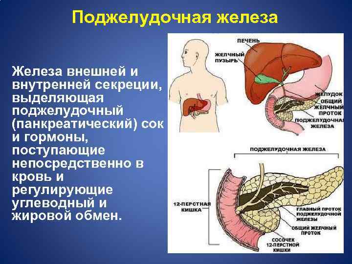Поджелудочная железа Железа внешней и внутренней секреции, выделяющая поджелудочный (панкреатический) сок и гормоны, поступающие