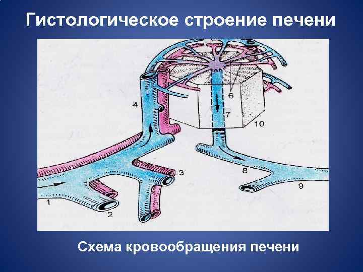 Схема кровоснабжения печени гистология