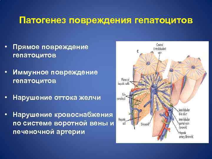 Печеночная кома патофизиология презентация